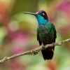 Kolibrik - Eugenes spectabilis - Talamanca Hummingbird o0702
